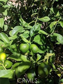 Detail Gallery Image 21 of 24 For 62 Acorn, Irvine,  CA 92620 - 4 Beds | 2/1 Baths