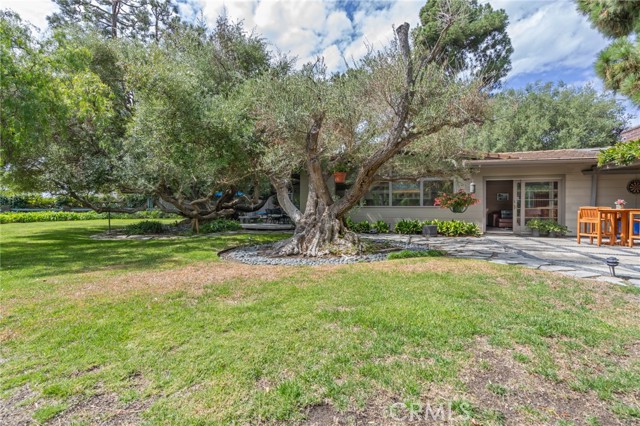 Historic Vanderlip Christmas gatherings\' olive tree Historic Vanderlip Christmas gatherings\' olive tree