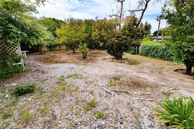 Backyard, lots of fruit trees