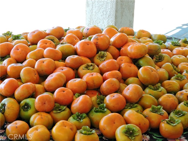 Persimmon Harvest