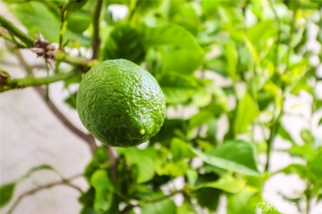 Lime Tree on Patio