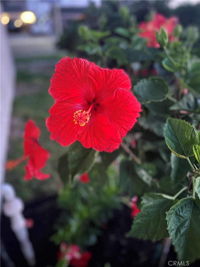 https://media.crmls.org/medias/5ddcecff-81e6-4a08-8e21-89660b7a8625.jpg?preset=X-Large