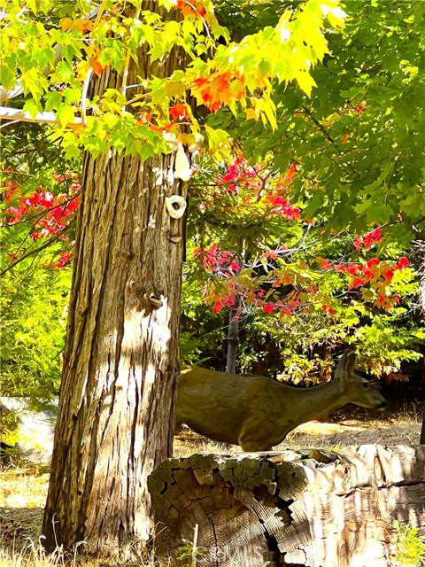 Detail Gallery Image 44 of 44 For 29729 Katherine Way, Cedar Glen,  CA 92321 - 4 Beds | 2 Baths