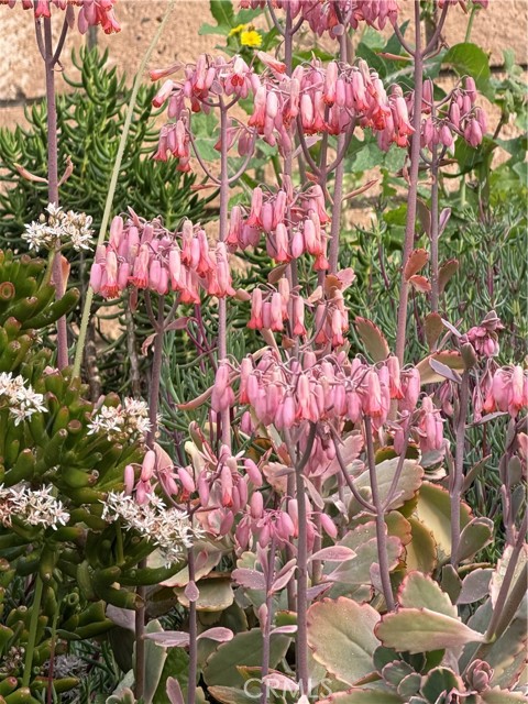 Detail Gallery Image 60 of 69 For 7863 Iroquois, Fontana,  CA 92336 - 4 Beds | 2/1 Baths