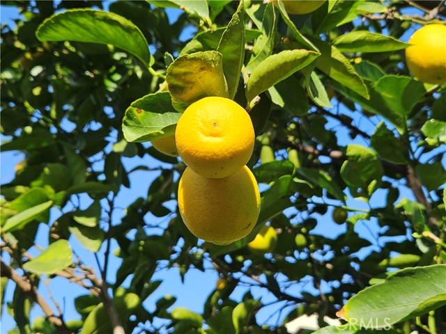 Detail Gallery Image 10 of 19 For 1608 Independence Ave, Redlands,  CA 92374 - 3 Beds | 2 Baths