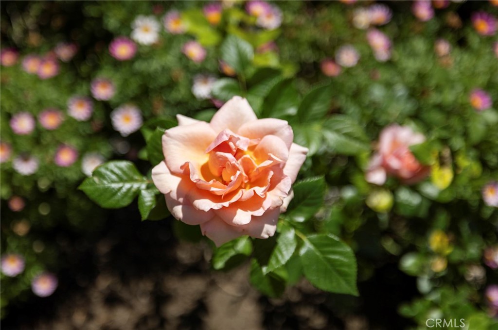 https://media.crmls.org/medias/5ece26d0-a5d6-4822-b971-1f08fe6e429e.jpg?preset=X-Large