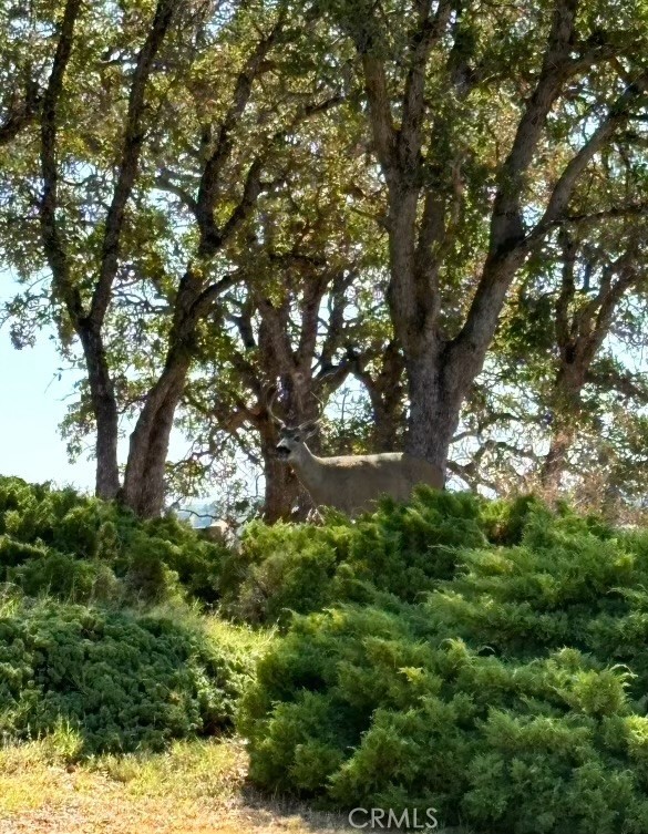 19035 Bonita Road, Red Bluff CA: https://media.crmls.org/medias/5eec25b5-b0a1-4c8a-bc41-5f05ce6f8c7a.jpg
