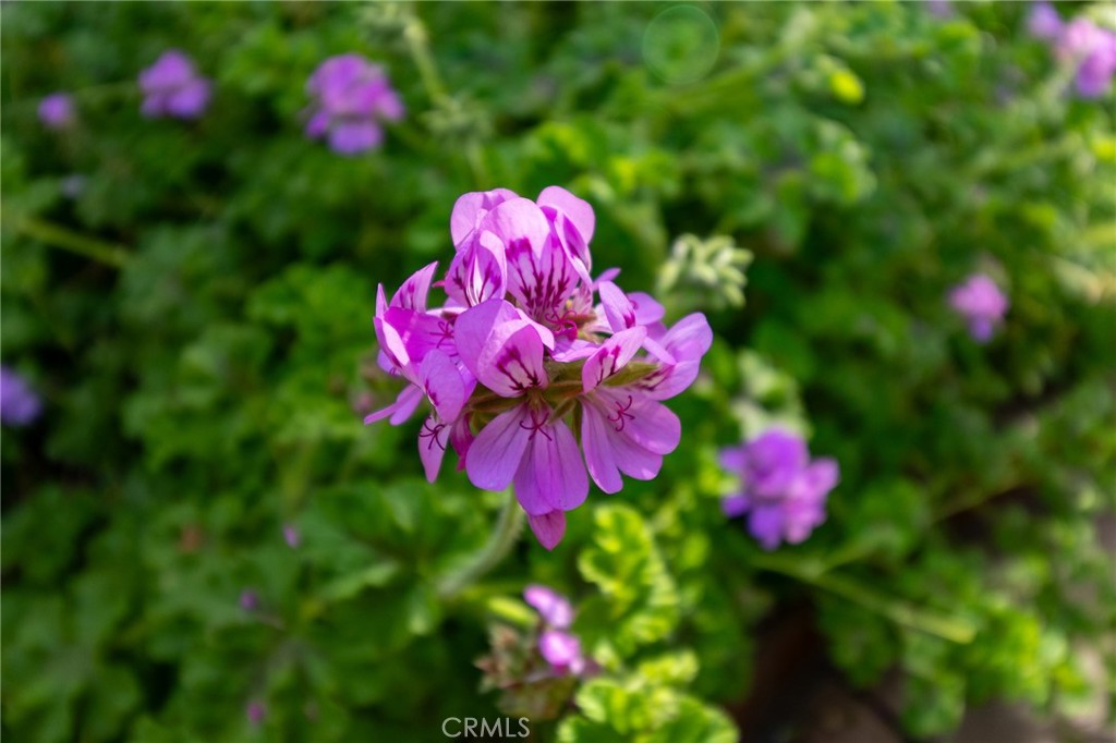 https://media.crmls.org/medias/5f453a84-b17f-4489-b785-18aee8c455de.jpg?preset=X-Large