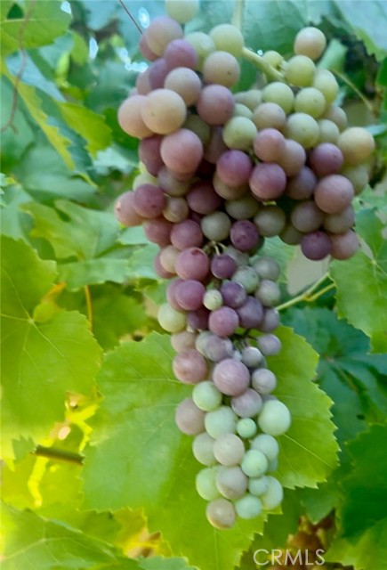 Detail Gallery Image 51 of 62 For 879 Derby, Corona,  CA 92882 - 4 Beds | 3/1 Baths