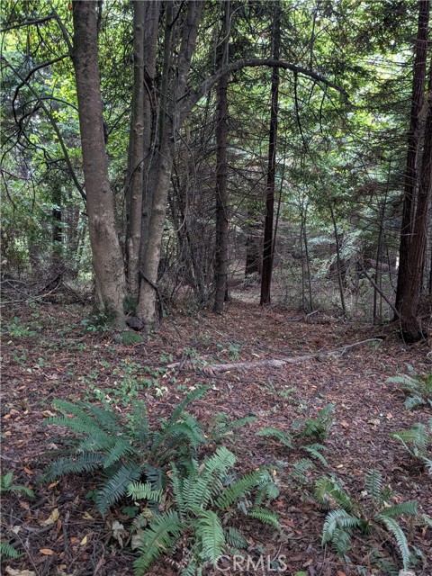 203 Pine Lane, Fortuna CA: https://media.crmls.org/medias/5faadb1e-2cdc-414e-8139-3209bca0882b.jpg