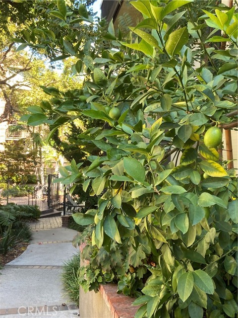 Detail Gallery Image 41 of 42 For 330 330 Cordova Street #261,  Pasadena,  CA 91101 - 2 Beds | 2 Baths