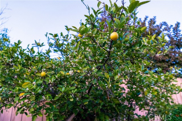 Lemon Tree