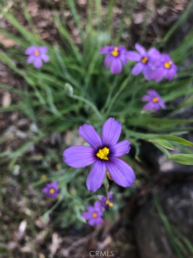 Spring and summer in the garden