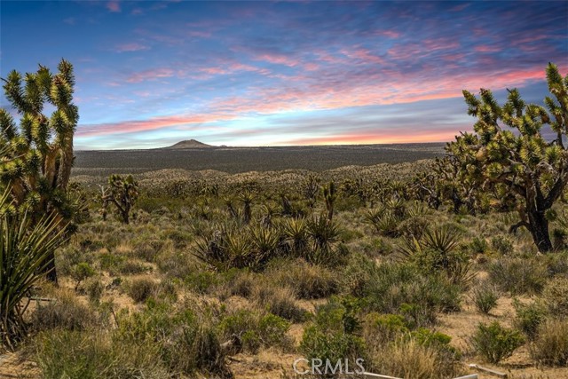 Detail Gallery Image 7 of 35 For 98202 Old Cima Ranch Rd, Cima,  CA 92323 - 3 Beds | 2 Baths