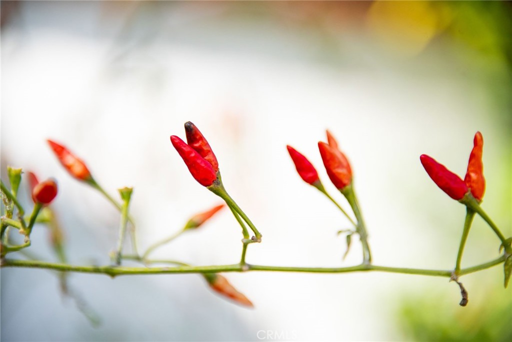 https://media.crmls.org/medias/60d4aa80-7496-4568-935f-735a7375f380.jpg?preset=X-Large