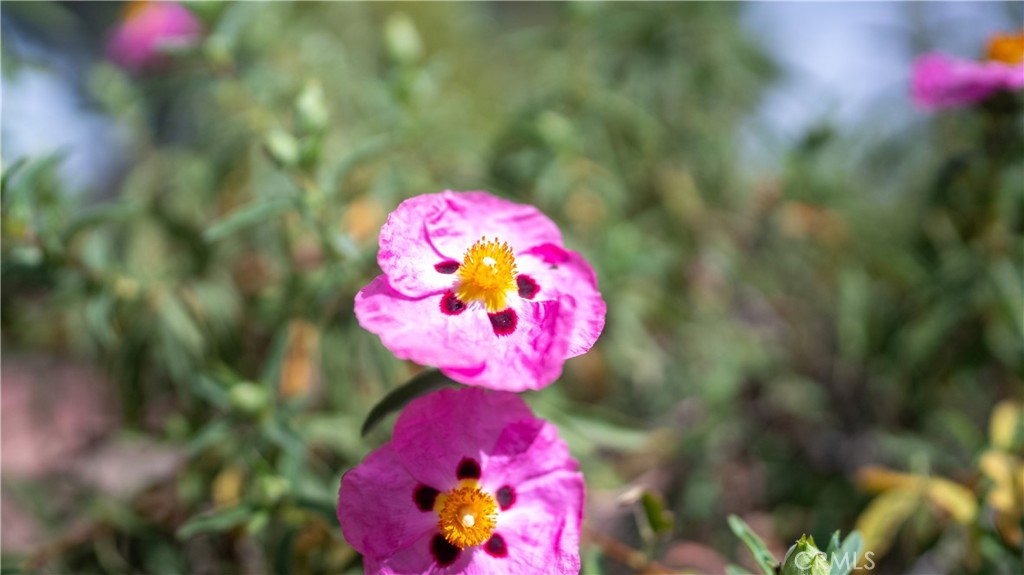 https://media.crmls.org/medias/60f4acf4-5f2e-475e-894f-345288f6ba57.jpg?preset=X-Large