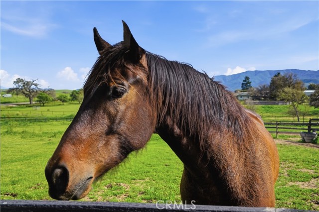Detail Gallery Image 14 of 62 For 1510 Meadowvale Rd, Santa Ynez,  CA 93460 - 4 Beds | 2/1 Baths