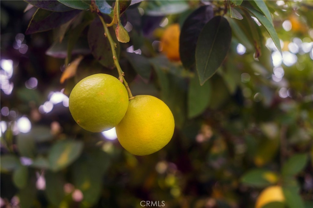 https://media.crmls.org/medias/619d3392-3f5e-426d-bf9c-53fa0bc7d1ae.jpg?preset=X-Large