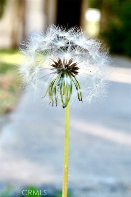 Detail Gallery Image 6 of 49 For 79927 Viento, La Quinta,  CA 92253 - 4 Beds | 3 Baths