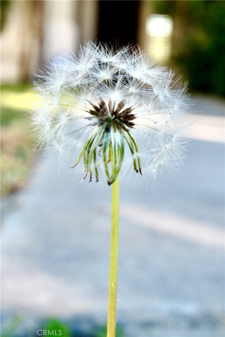 MLS #JT25276337 image #5