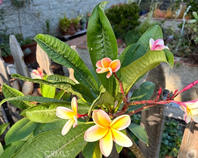 Detail Gallery Image 33 of 63 For 1321 Pepper Tree Ln, Vista,  CA 92084 - 4 Beds | 3 Baths