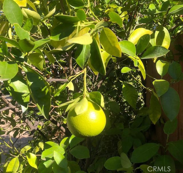 Grapefruit tree