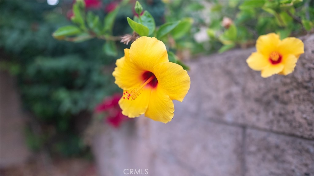 https://media.crmls.org/medias/63537c85-3199-40ea-bb17-7abbd720c5ef.jpg?preset=X-Large