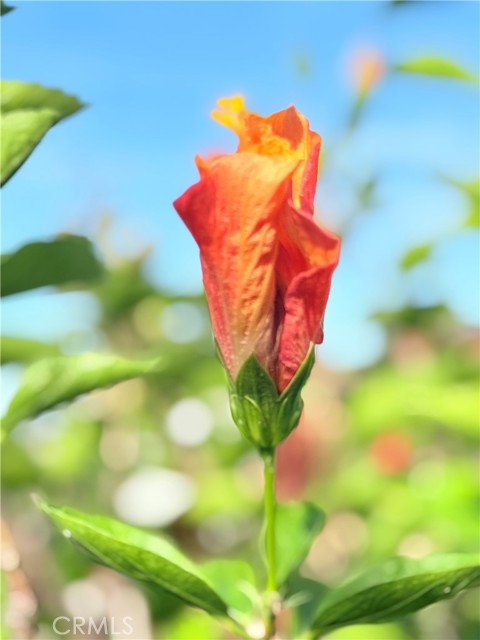 Detail Gallery Image 43 of 50 For 22141 Comanche, Lake Forest,  CA 92630 - 4 Beds | 2/1 Baths