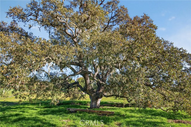 Detail Gallery Image 31 of 45 For 970 College Canyon Rd, Solvang,  CA 93463 - 4 Beds | 4/1 Baths