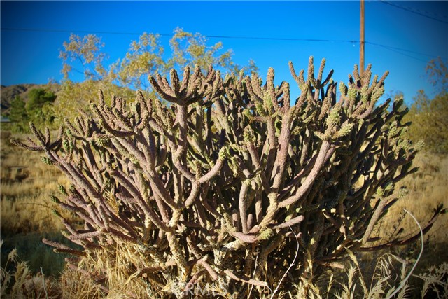 Detail Gallery Image 18 of 20 For 60255 Natoma Trl, Joshua Tree,  CA 92252 - – Beds | – Baths