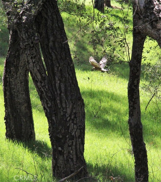 5049 CA-78, Santa Ysabel CA: https://media.crmls.org/medias/63bb9b12-64d7-4099-8ba0-b256dab9910d.jpg