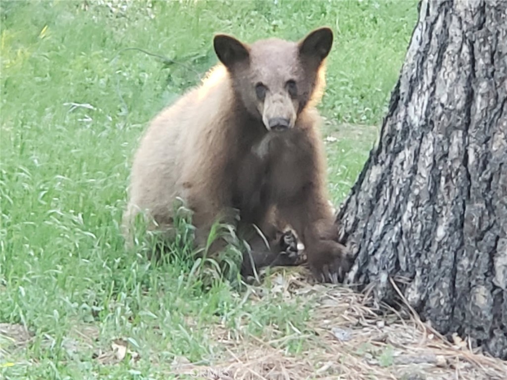 https://media.crmls.org/medias/63d836f7-e3f1-4dcd-8912-16657030585d.jpg?preset=X-Large