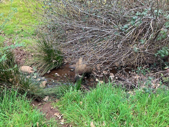 Detail Gallery Image 16 of 40 For 217 Craft, Paradise,  CA 95969 - 4 Beds | 3/1 Baths