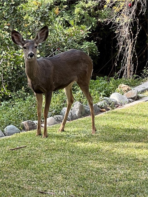 Detail Gallery Image 72 of 75 For 440 Conifer Rd, Glendora,  CA 91741 - 2 Beds | 2/1 Baths