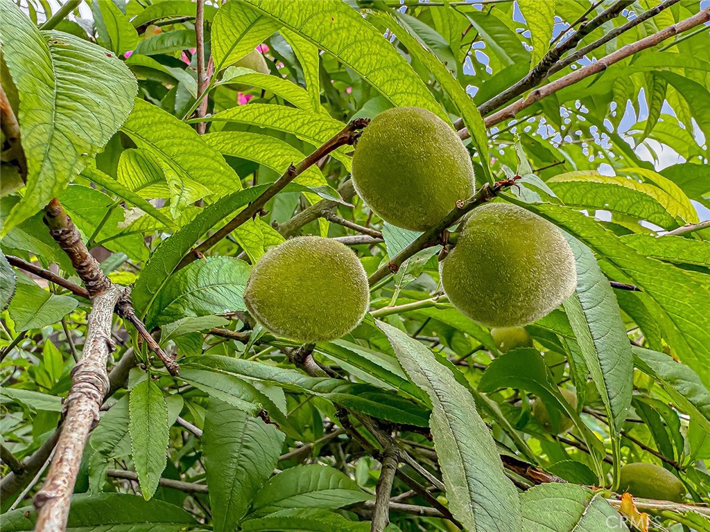 https://media.crmls.org/medias/65171ddc-6c4f-4803-a498-45bc1c2dd394.jpg?preset=X-Large