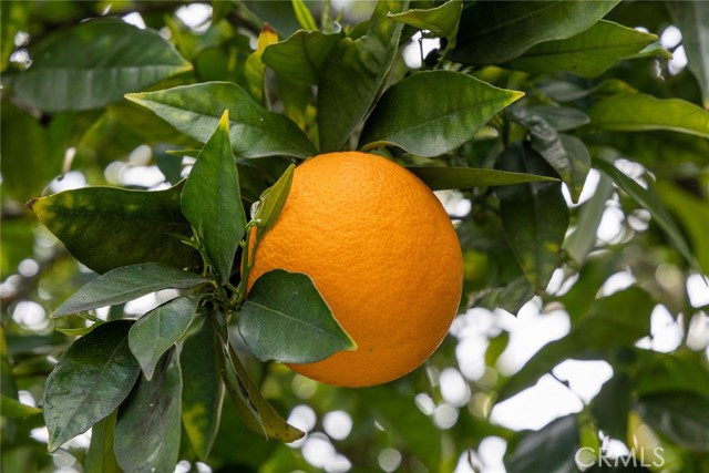 fruit tree in garden