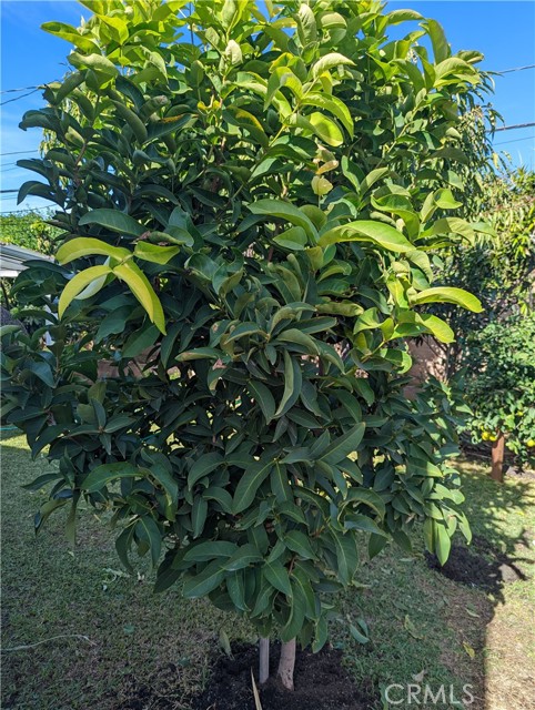 Wax Apple Tree