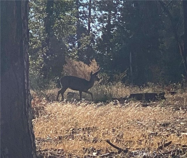 Detail Gallery Image 5 of 7 For 13705 W Park, Magalia,  CA 95954 - – Beds | – Baths