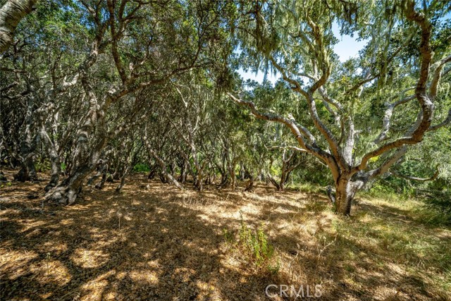 Detail Gallery Image 66 of 75 For 1300 Calle Cordoniz Road, Los Osos,  CA 93402 - 3 Beds | 2 Baths