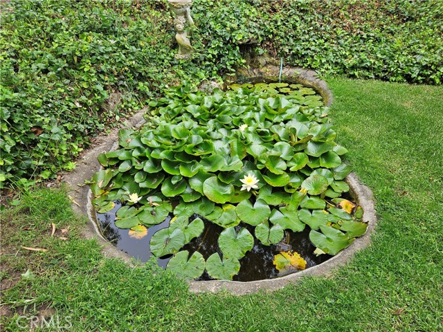 Lily Pond