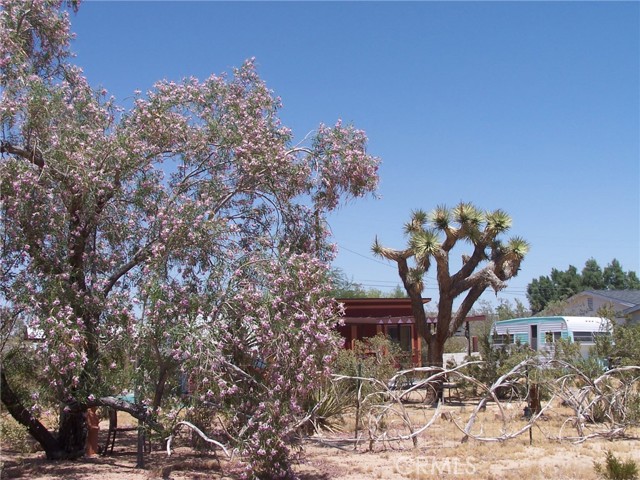 Joshua Tree, CA 92252