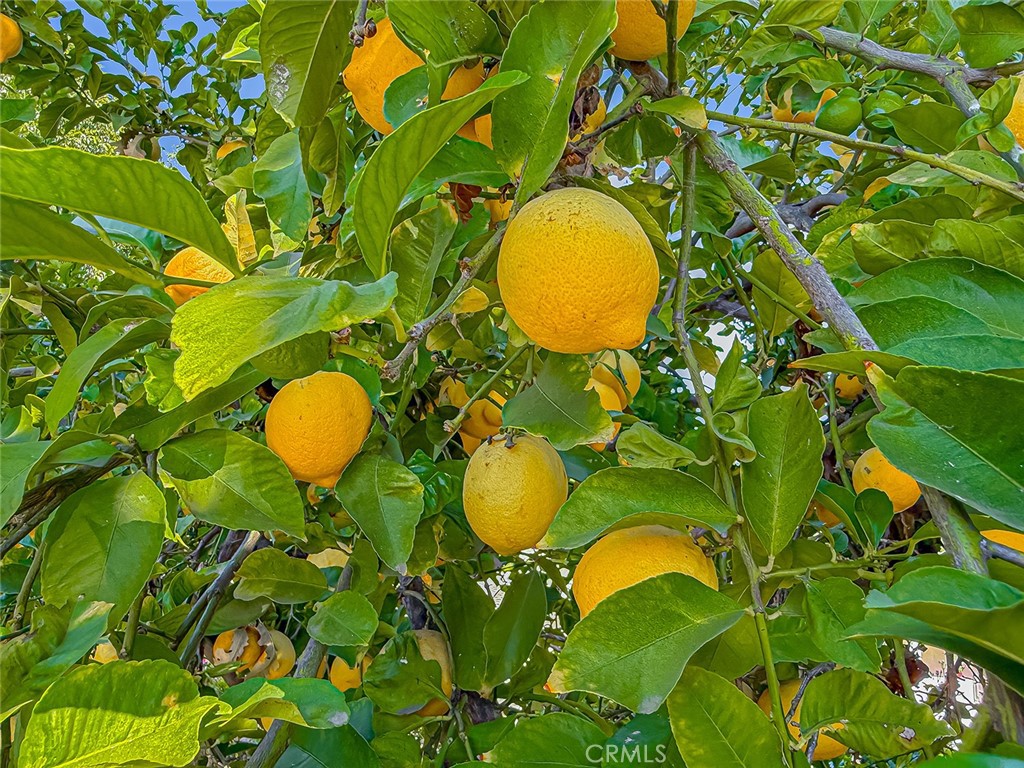 https://media.crmls.org/medias/6b3fdf81-e137-40e7-a398-315dc70db785.jpg?preset=X-Large
