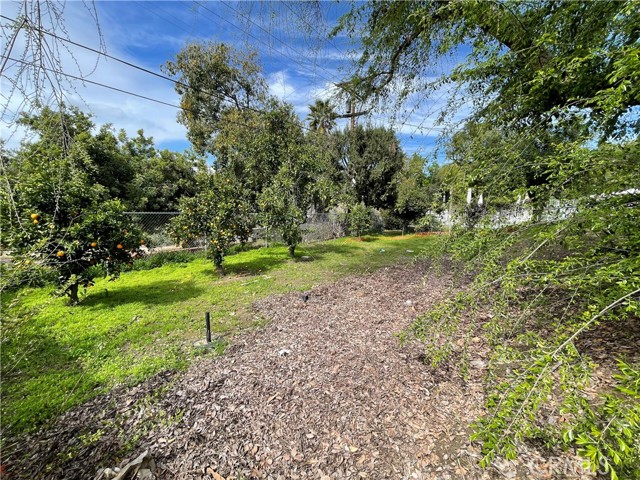 lower back yard fruit trees