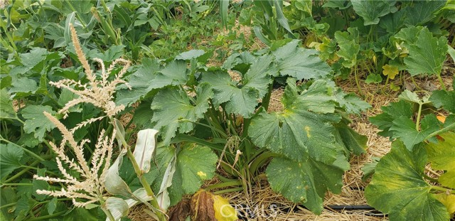 Detail Gallery Image 47 of 74 For 57745 Bailey, Anza,  CA 92539 - 3 Beds | 2 Baths