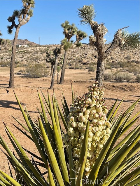 Detail Gallery Image 5 of 6 For 3944 Inez Ave, Yucca Valley,  CA 92284 - – Beds | – Baths