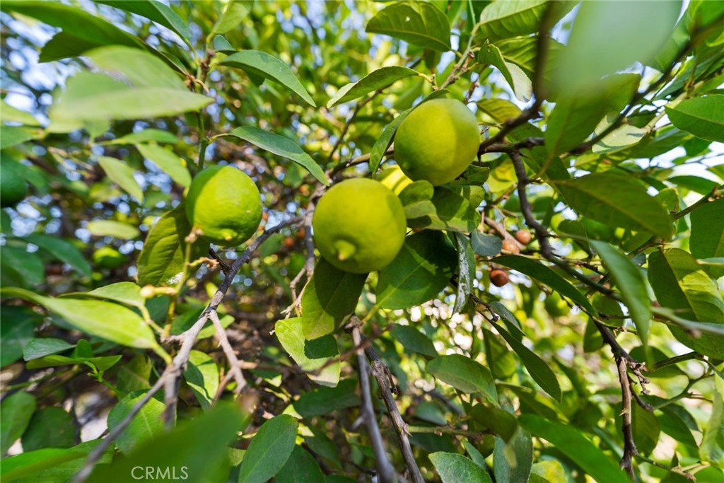 MLS #IV25232755 image #45