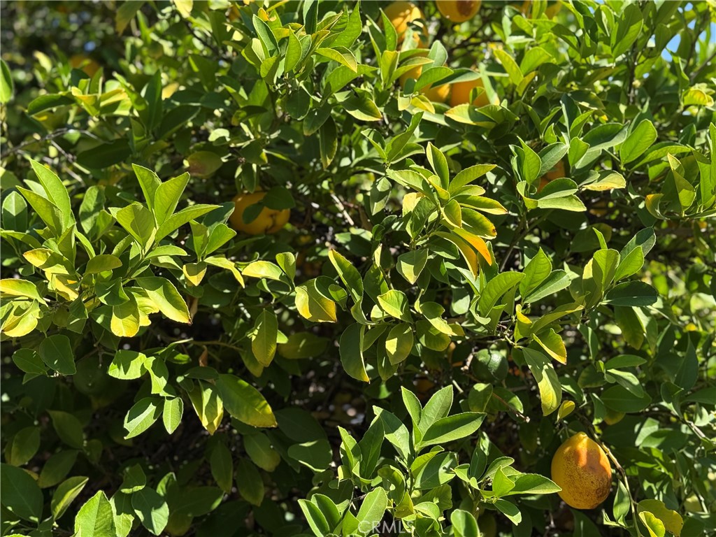 https://media.crmls.org/medias/6d6c35b6-389b-410a-8cfa-730fbaaf3304.jpg?preset=X-Large