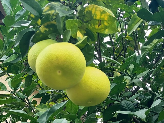 17004 Viana Drive, Chino Hills CA: https://media.crmls.org/medias/6d6d023e-a688-4e37-adf1-e4ec31d56448.jpg