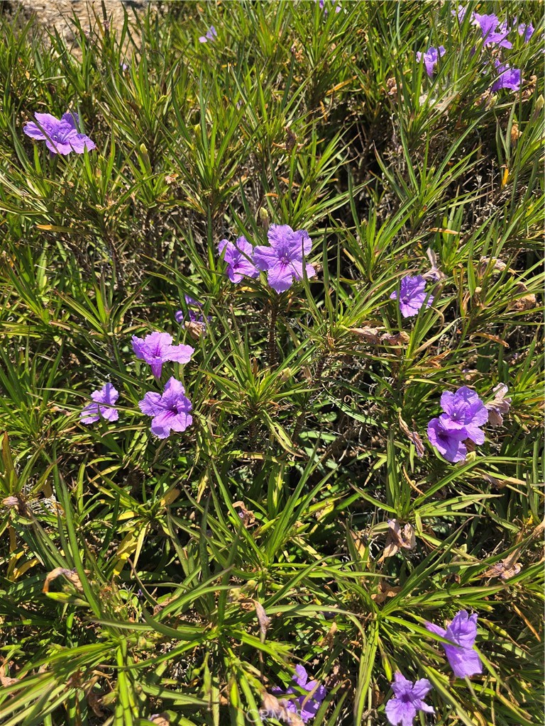 https://media.crmls.org/medias/6d9b6c84-5cbd-41db-821a-410143e70d52.jpg?preset=X-Large