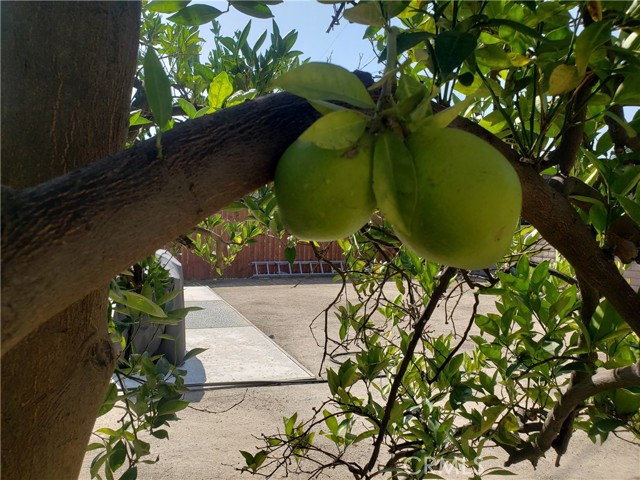 Citrus trees!